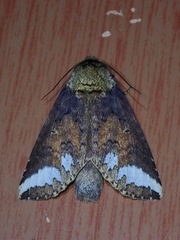 Disparia sundana