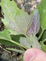 Chenopodium album