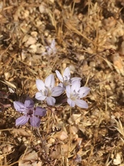 Eriastrum pluriflorum