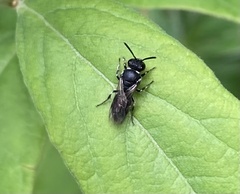 Hylaeus hyalinatus