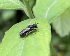 Hylaeus hyalinatus