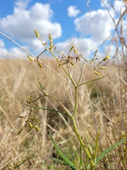 Senecio queenslandicus
