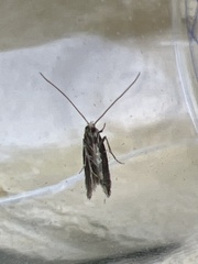 Blastodacna hellerella