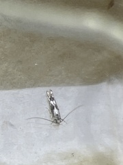 Blastodacna hellerella