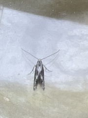 Blastodacna hellerella