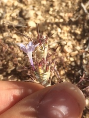 Eriastrum pluriflorum