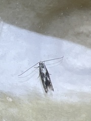 Blastodacna hellerella