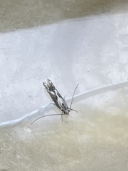 Blastodacna hellerella