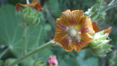 Image of Abutilon auritum