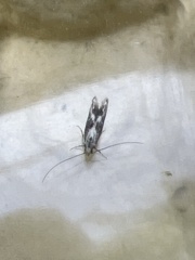 Blastodacna hellerella