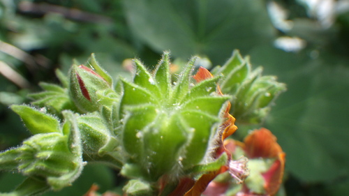 Abutilon auritum image