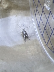 Blastodacna hellerella