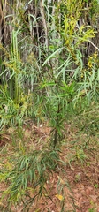 Acacia producta