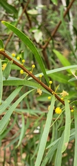 Acacia producta