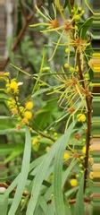 Acacia producta