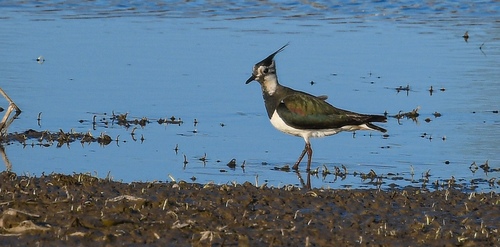 Northern Lapwing