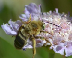 Svastra obliqua expurgata