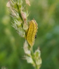 Satyrium w-album