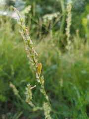 Satyrium w-album
