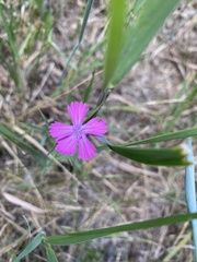 Dianthus chinensis