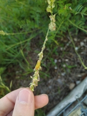 Satyrium w-album