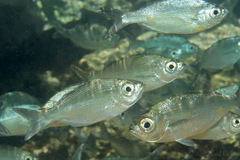 Hawaiian Flagtail photo 2