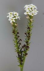 Heliotropium steudneri