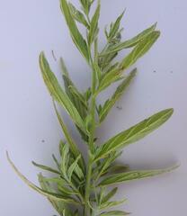 Heliotropium steudneri