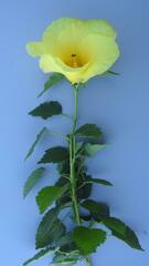 Hibiscus dongolensis