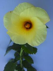 Hibiscus dongolensis