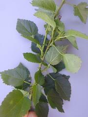 Hibiscus dongolensis