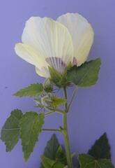 Hibiscus vitifolius