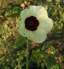 Hibiscus vitifolius