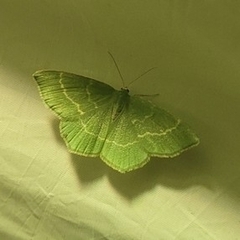 Chlorissa viridata