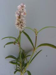 Cyphocarpa angustifolia