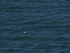 Chroicocephalus novaehollandiae