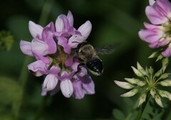 Megachile mucida