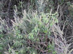 Ocimum gratissimum gratissimum