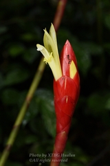 Costus stenophyllus