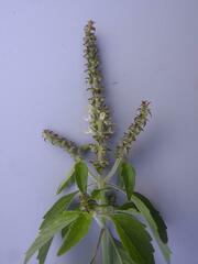 Ocimum gratissimum gratissimum