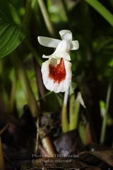 Boesenbergia kingii