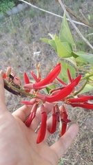 Erythrina flabelliformis