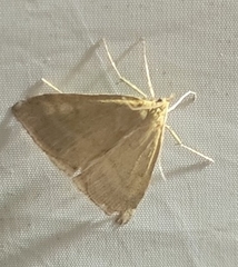 Psammotis pulveralis