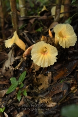 Costus tonkinensis