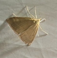 Psammotis pulveralis