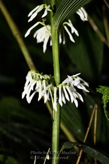 Corymborkis veratrifolia