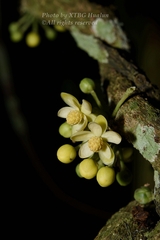 Schisandra macrocarpa