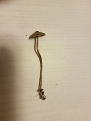 Psilocybe tampanensis