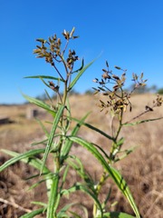 Senecio queenslandicus