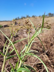 Senecio queenslandicus